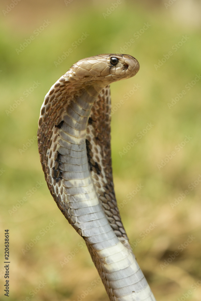 Fototapeta premium Cobra Closeup