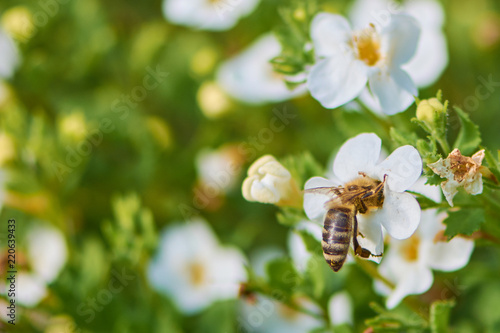 sutera cordata snowflake flower with bee collecting pollen inside the blossom photo