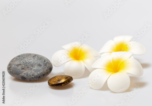 Frangipani flowers on white background. Concept for spa background