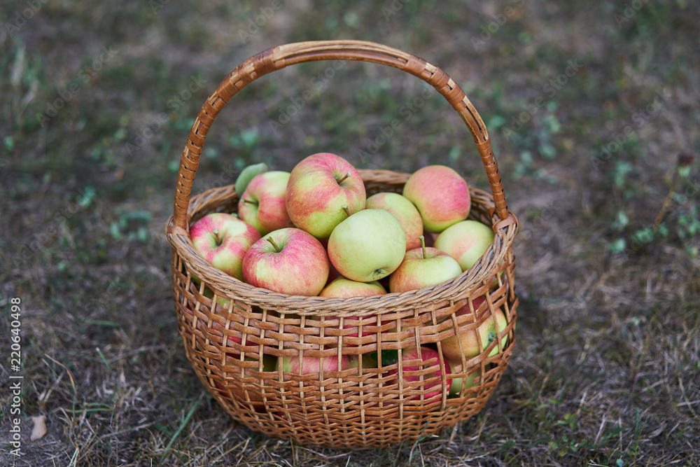 Fresh and juicy red and green organic apples in old wickerwork basket just after picked up from the orchard or home garden on the grass in the cold autumn day. Fresh and juicy red and green organic apples in old wickerwork basket just after picked up from the orchard or home garden on the grass in the cold autumn day.