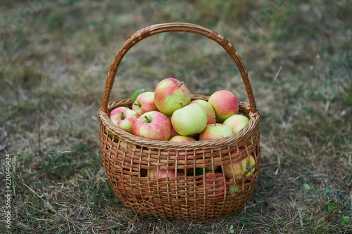 Fresh and juicy red and green organic apples in old wickerwork basket just after picked up from the orchard or home garden on the grass in the cold autumn day.