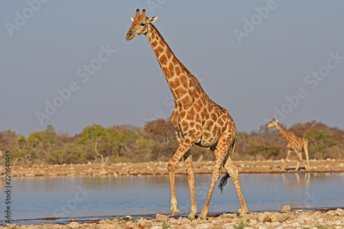 Giraffen  giraffa camelopardalis   am Wasserloch Klein-Namutoni im Etosha Nationalpark  Namibia 