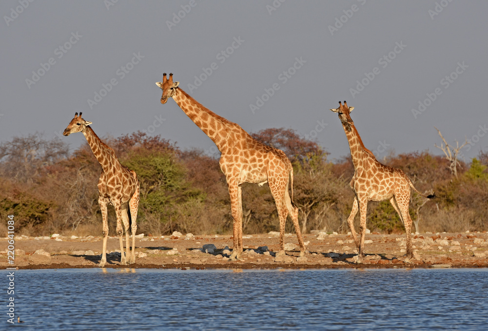 Fototapeta premium Giraffen (giraffa camelopardalis) am Wasserloch Klein-Namutoni im Etosha Nationalpark (Namibia)