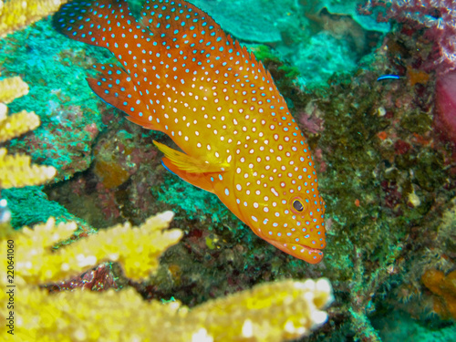 coral rockcod, Thailand © Keerathi