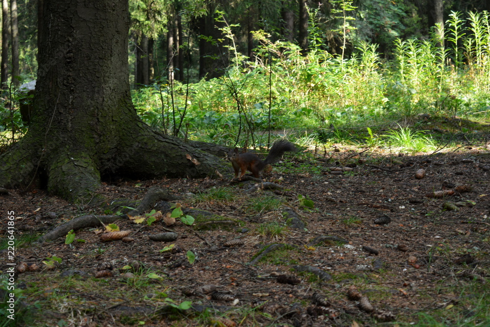 Fluffy squirrel runs through the forest among the trees