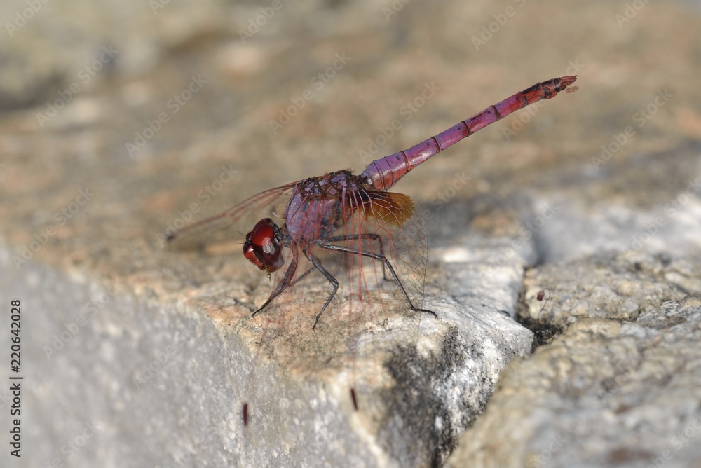 Violet Dropwing - Trithemis annulata, Crete Violet Dropwing - Trithemis annulata, Crete
