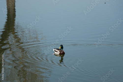 duck, lake, water, bird, nature, birds, swimming, blue, ducks, wildlife, river, animal, landscape, summer, pond, swim, wild, outdoors