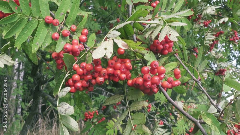 Bush of red ripe mountain ash in the wind Bush of red ripe mountain ash in the wind