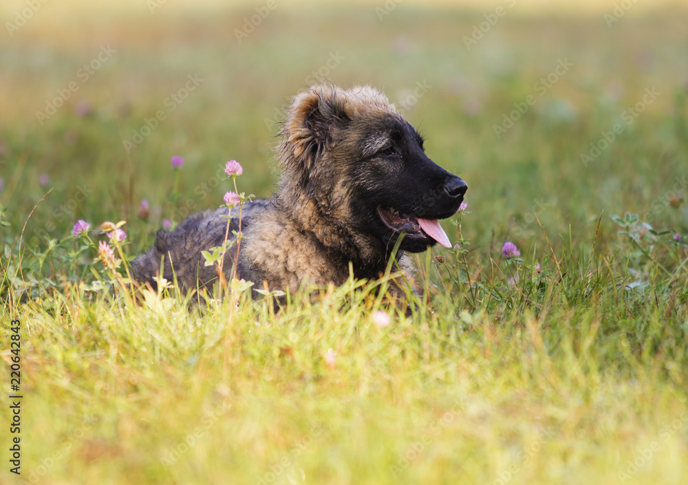 caucasian shepherd puppy in an autumn park