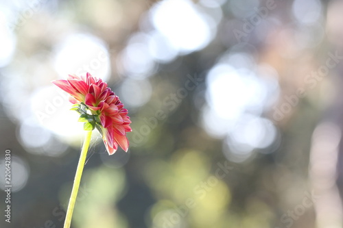 Fototapeta Naklejka Na Ścianę i Meble -  dahlia