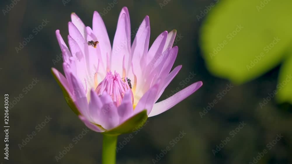 Slow motion video of bees collect honey in pollen on purple lotus flower in the garden Slow motion video of bees collect honey in pollen on purple lotus flower in the garden
