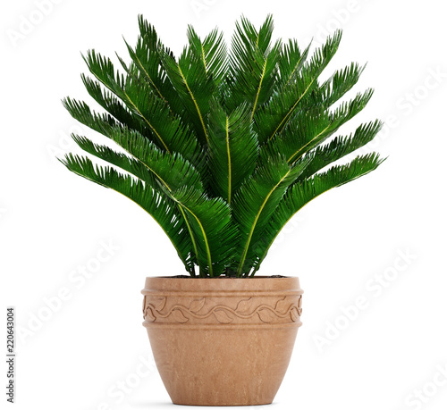 Cycas in pot