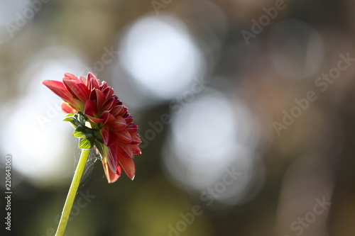 Fototapeta Naklejka Na Ścianę i Meble -  dahlia