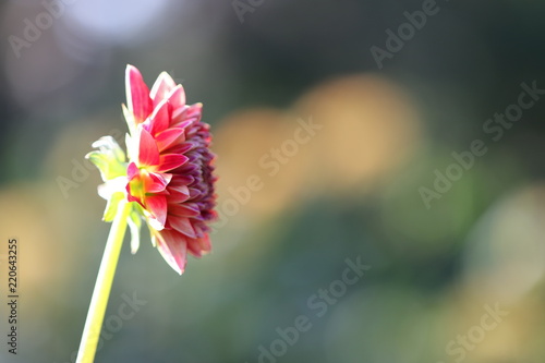 Fototapeta Naklejka Na Ścianę i Meble -  dahlia