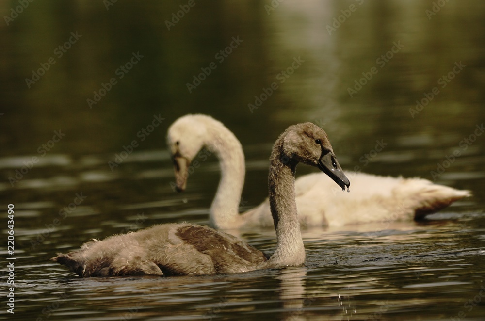 Fototapeta premium zwei junge Höckerschwäne mit leichtem Wellengang und grüner Spiegelung im Wasser