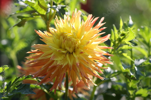 Fototapeta Naklejka Na Ścianę i Meble -  dahlia