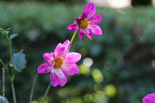 Fototapeta Naklejka Na Ścianę i Meble -  dahlia