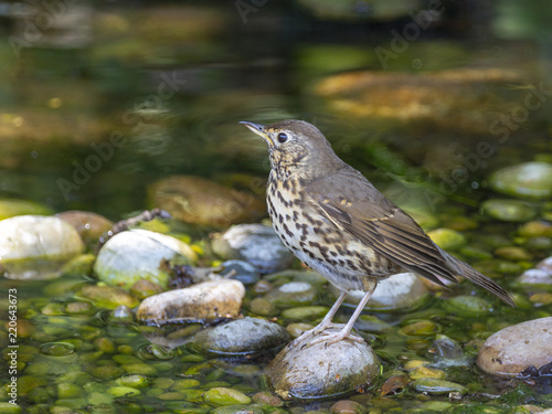 Foto Thrush standing onn pond pebbles