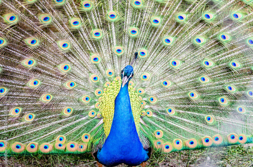 Obraz premium Pfau