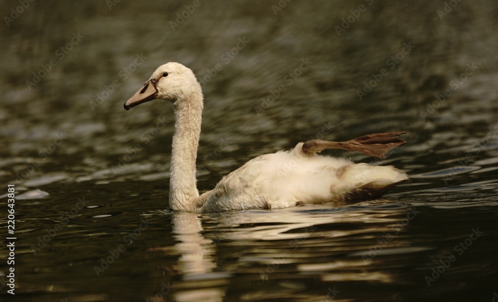 Fototapeta premium junger weißer Höckerschwan in sommerlicher Idylle auf ruhigem See