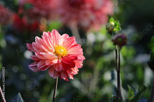 Fototapeta Naklejka Na Ścianę i Meble -  dahlia