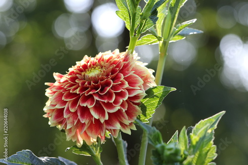 Fototapeta Naklejka Na Ścianę i Meble -  dahlia