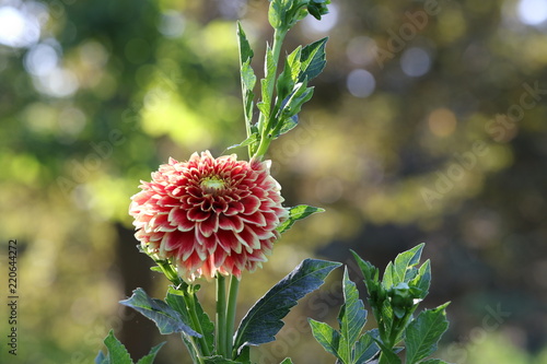 Fototapeta Naklejka Na Ścianę i Meble -  dahlia
