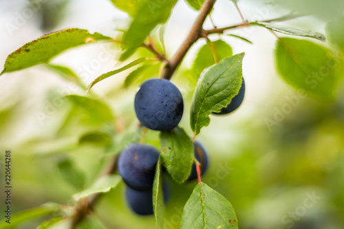 berries of a thorn