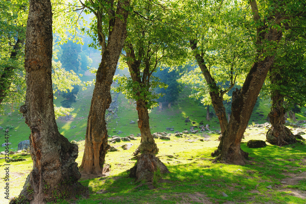 Natural forests with bright sunlight in the morning Natural forests with bright sunlight in the morning