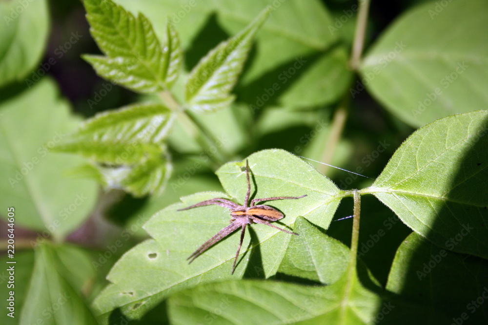 The male spider (pisaura miraculously) on a green leaf