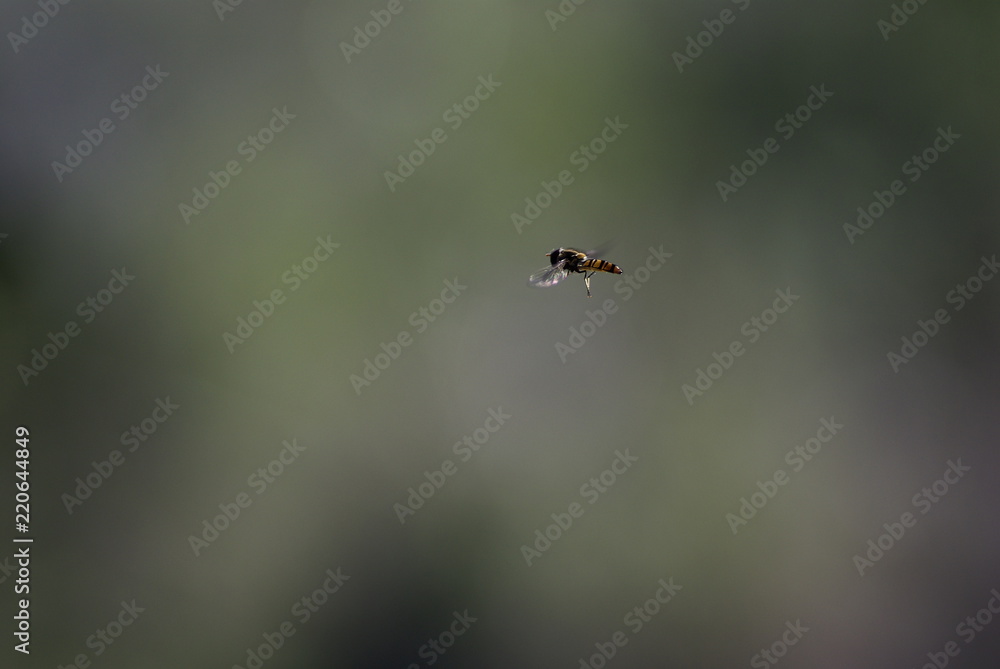 Ape in volo, Isola d'Elba