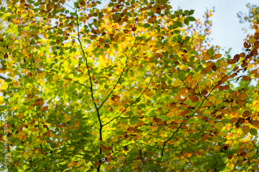 Blurred Turning leaves in a forest in autumn