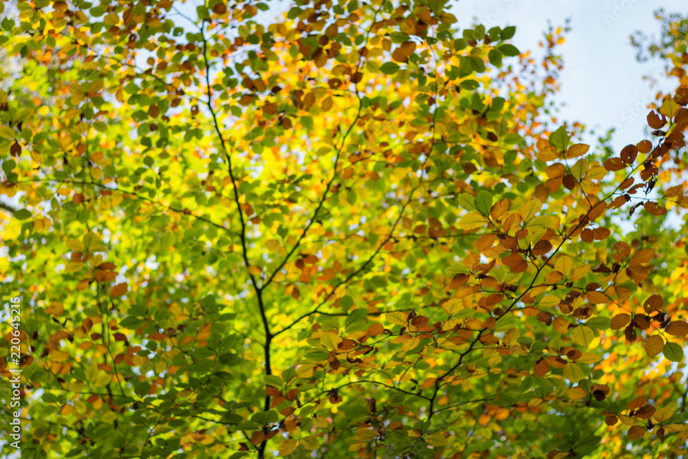 Blurred Turning leaves in a forest in autumn Blurred Turning leaves in a forest in autumn