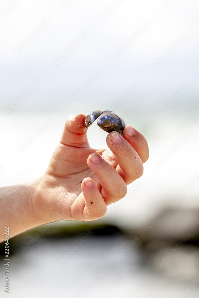 Little girl holding shell at the beach Little girl holding shell at the beach