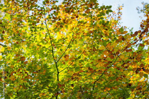 Blurred Turning leaves in a forest in autumn