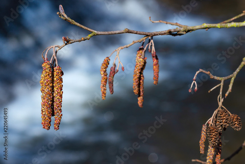 Quadro su tela details of the branch of an alder