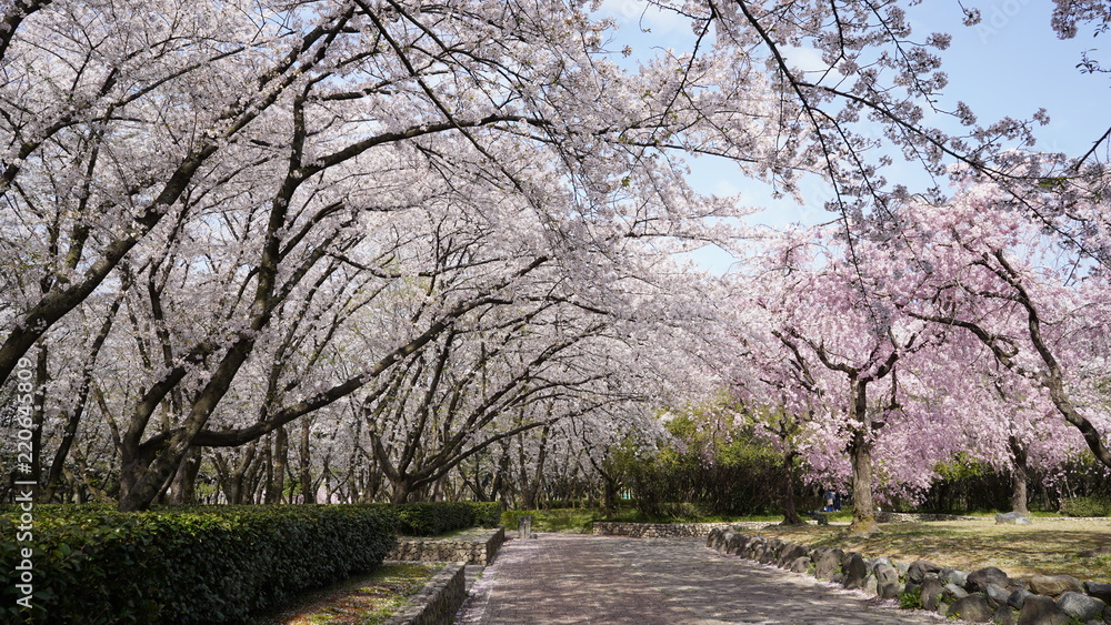 庄内通公園　桜2018