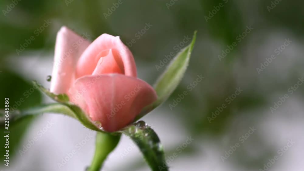 Macro pink rose with water drops falling over it, young flower close up view. Spring and summer background. Selective focus. Macro pink rose with water drops falling over it, young flower close up view. Spring and summer background. Selective focus.