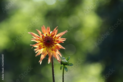 Fototapeta Naklejka Na Ścianę i Meble -  dahlia