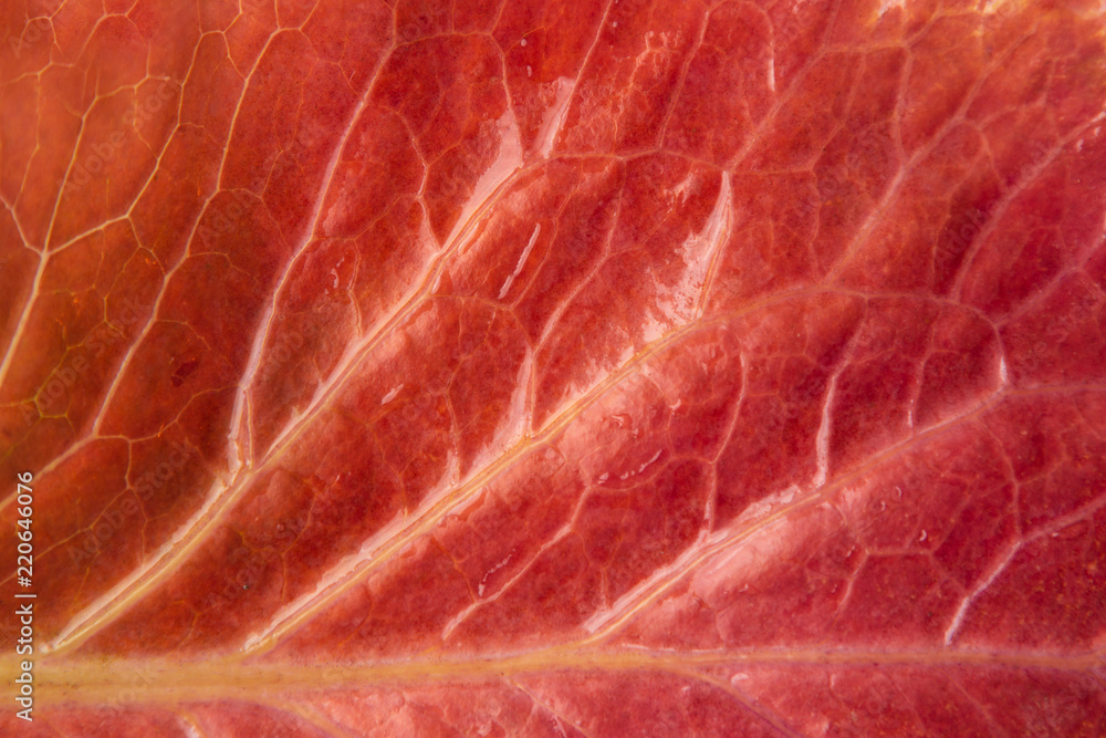 macro beautiful red wet leaf with water macro beautiful red wet leaf with water
