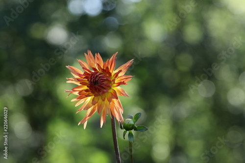 Fototapeta Naklejka Na Ścianę i Meble -  dahlia