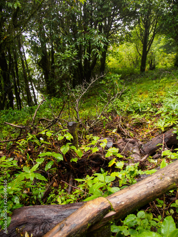 Wide detail of fallen timbers on the forest floor of the summit of Doi Inthanon, the tallest mountain in Thailand. Chom Thong, Chiang Mai. Vertical orientation. Travel and nature. Wide detail of fallen timbers on the forest floor of the summit of Doi Inthanon, the tallest mountain in Thailand. Chom Thong, Chiang Mai. Vertical orientation. Travel and nature.