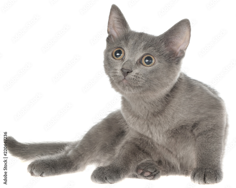 Small gray shorthair kitten lie isolated