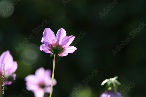 Fototapeta Naklejka Na Ścianę i Meble -  dahlia