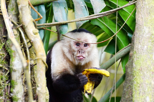 White-headed capuchin monke photo