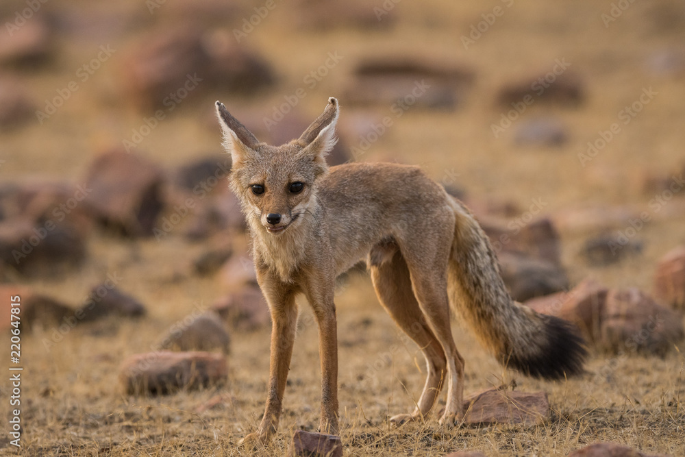 A fox pup Vulpes bengalensis at Ranthambore National Park A fox pup Vulpes bengalensis at Ranthambore National Park