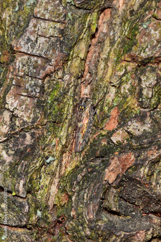 Macro of small cicada Idiocerus lituratus resting on pine bark photo