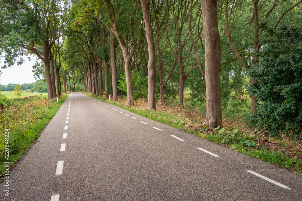 Long asphalt road with tall trees on both sides