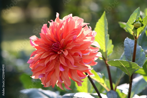 Fototapeta Naklejka Na Ścianę i Meble -  dahlia