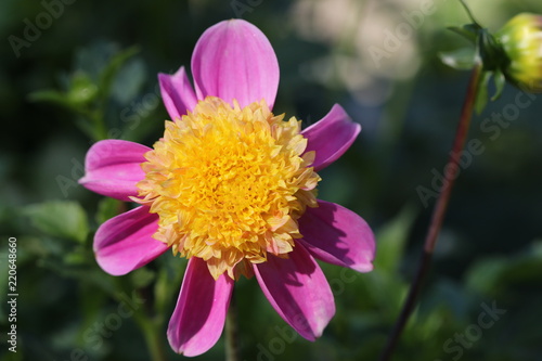 Fototapeta Naklejka Na Ścianę i Meble -  dahlia